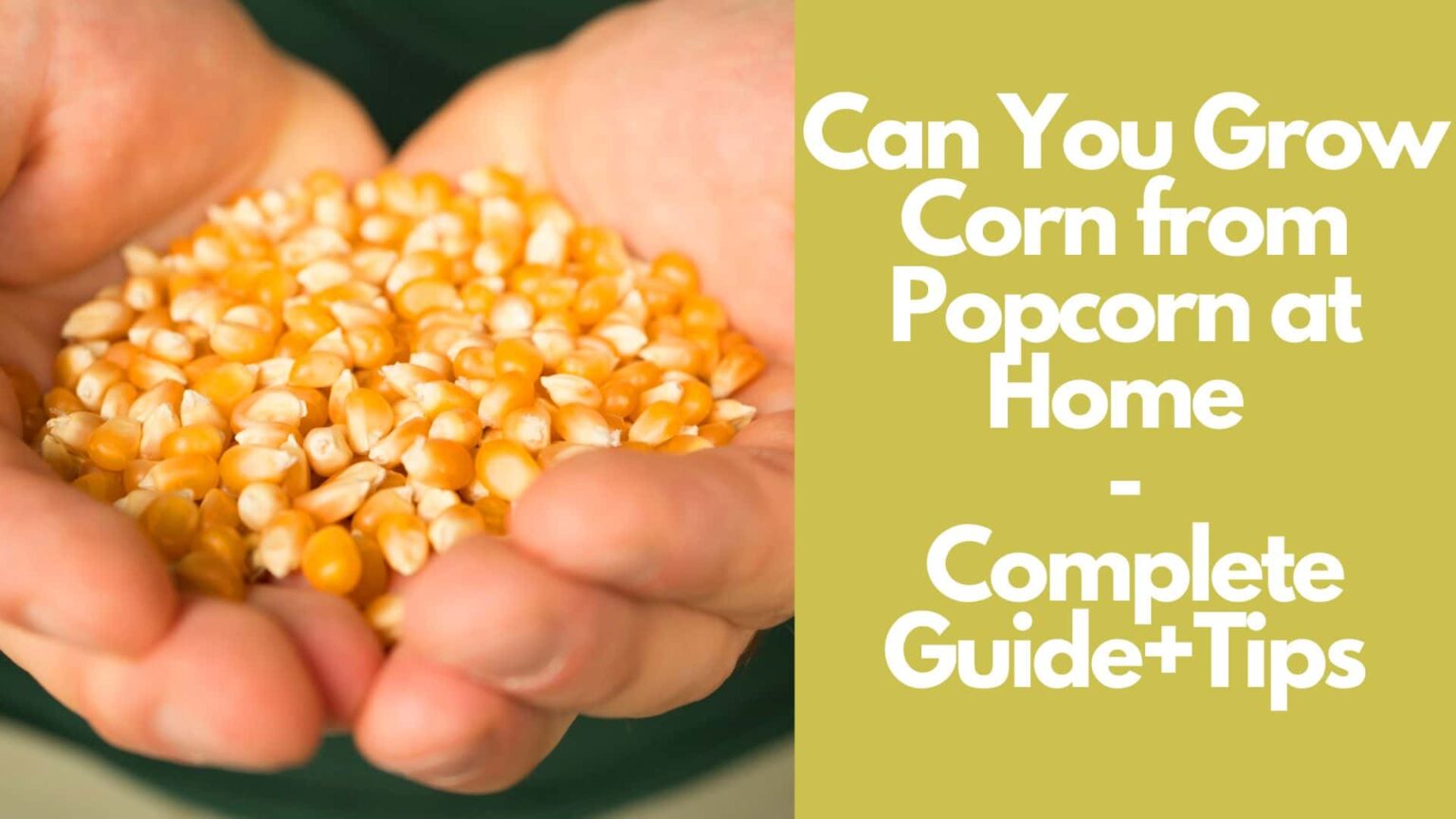 Can You Grow Corn from Popcorn at Home Guide with Tips 2023