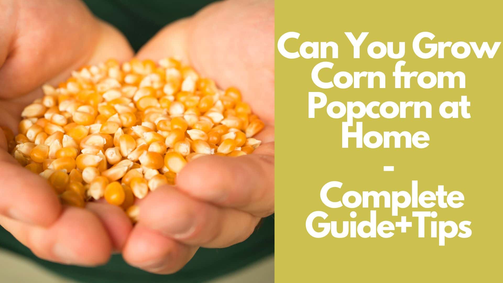 Can You Grow Corn From Popcorn At Home: Guide With Tips 2023