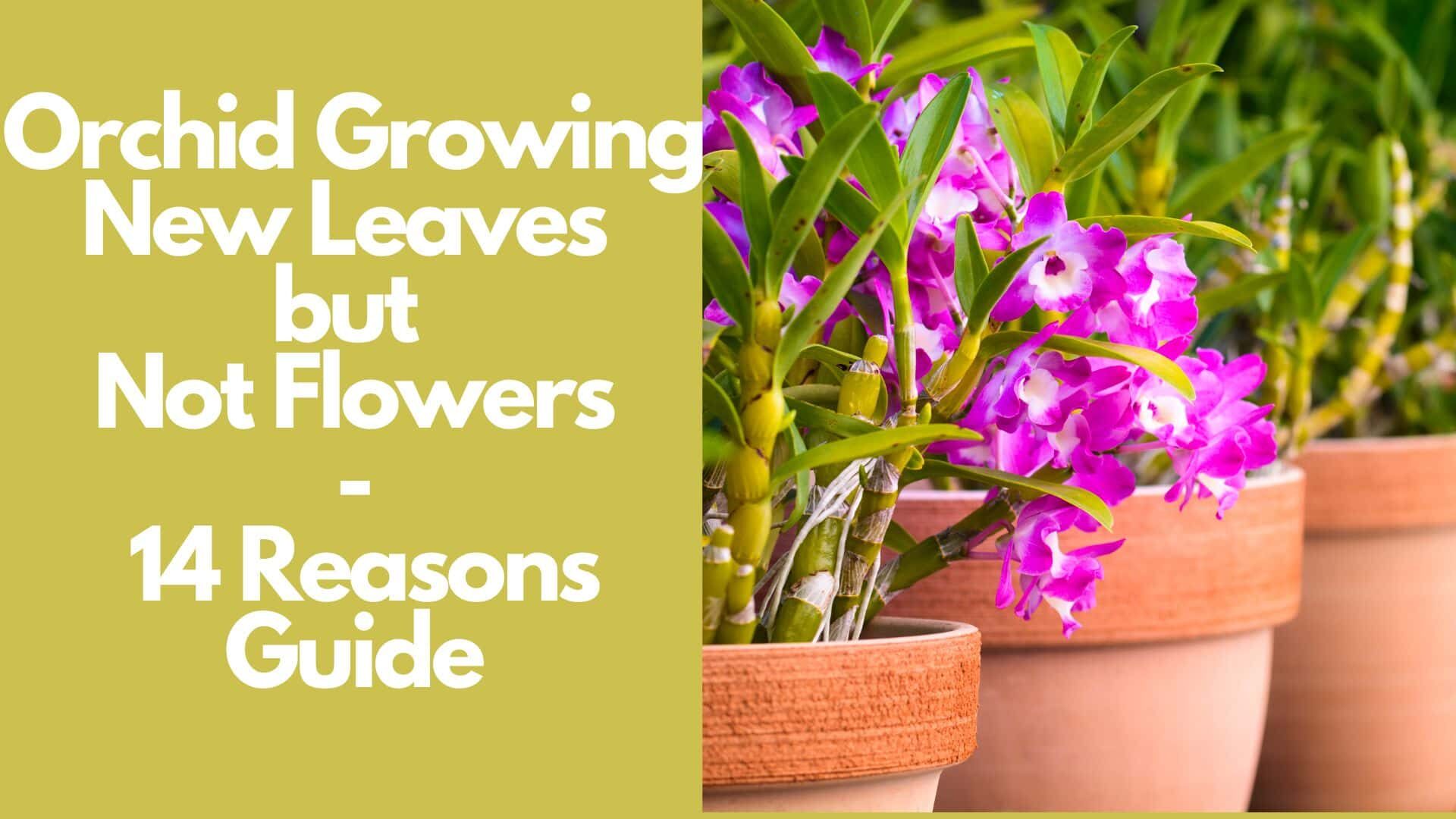 Orchid Growing New Leaves but Not Flowers: 14 Reasons Guide 