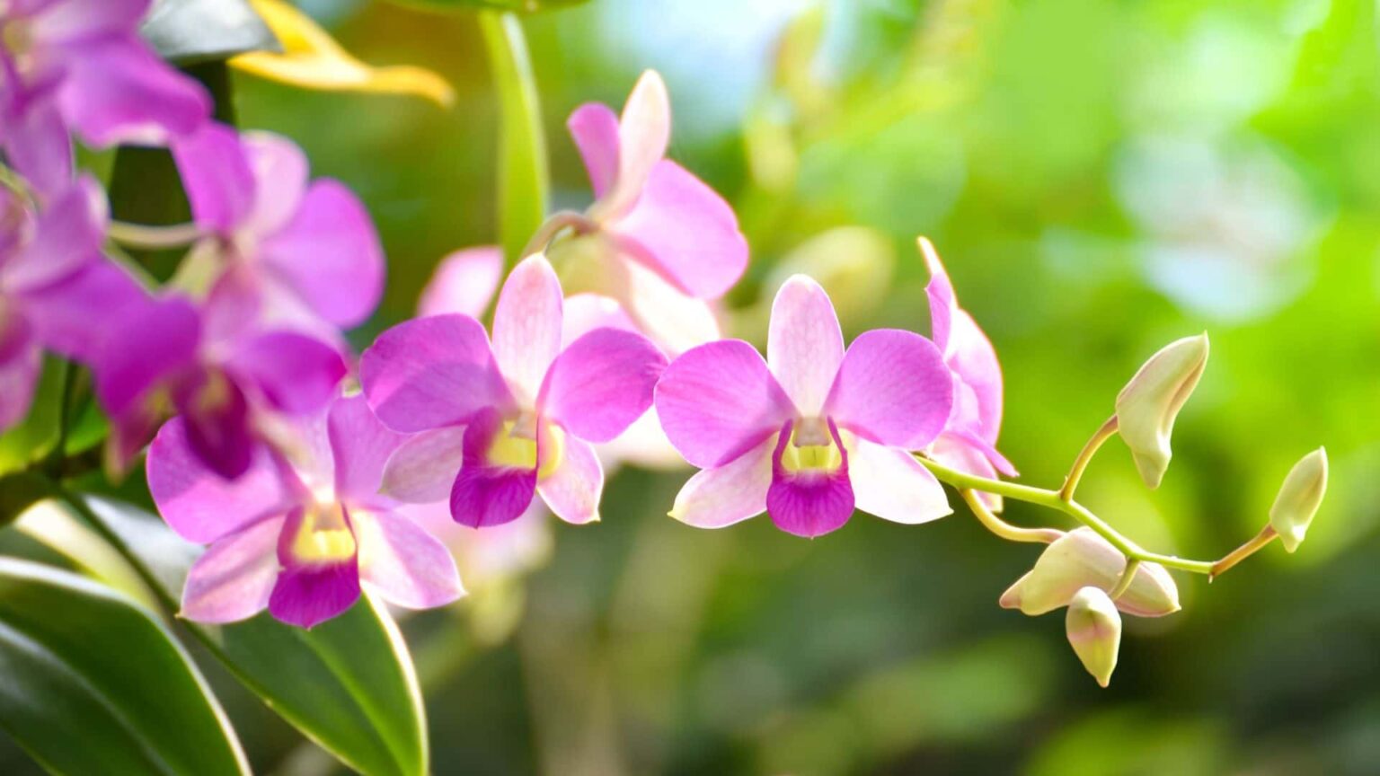 Why Does My Orchid Growing New Leaves but Not Flowers Guide