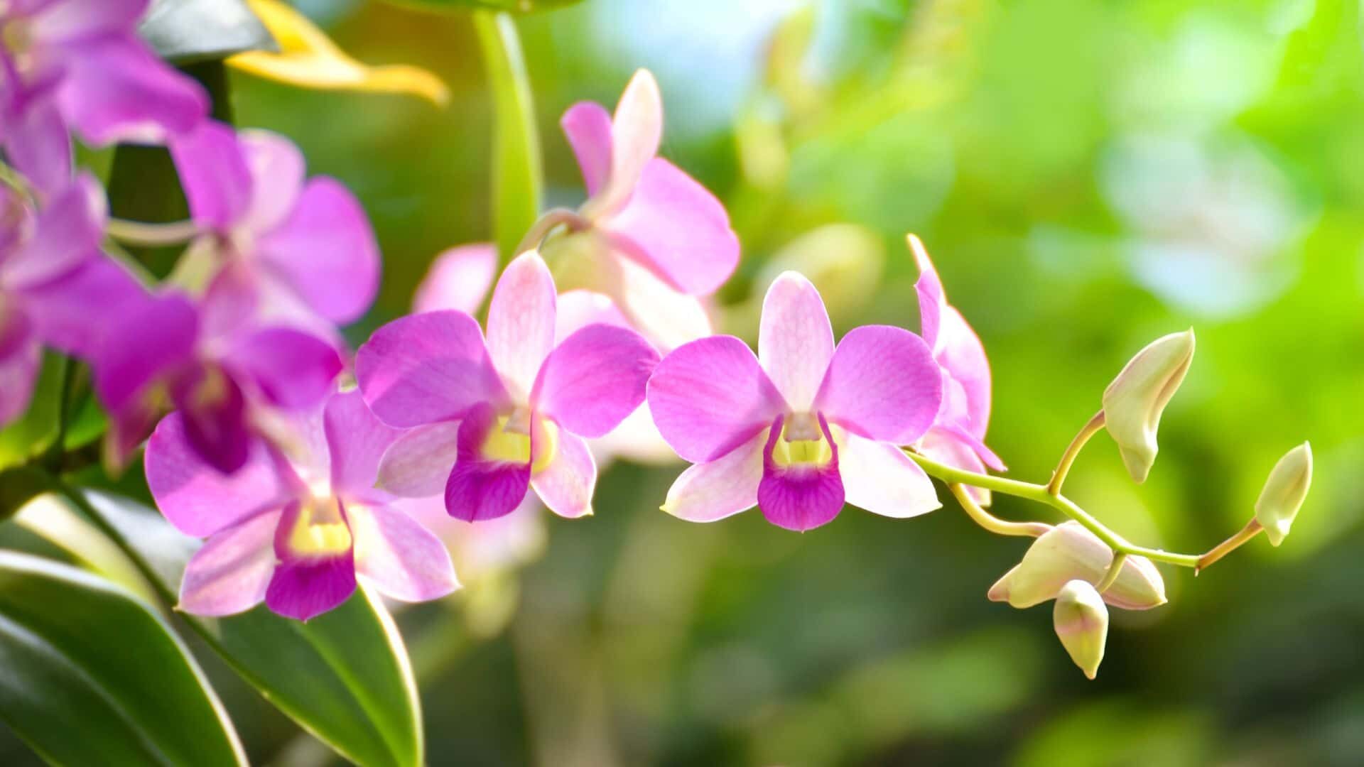 Why Does My Orchid Growing New Leaves but Not Flowers Guide