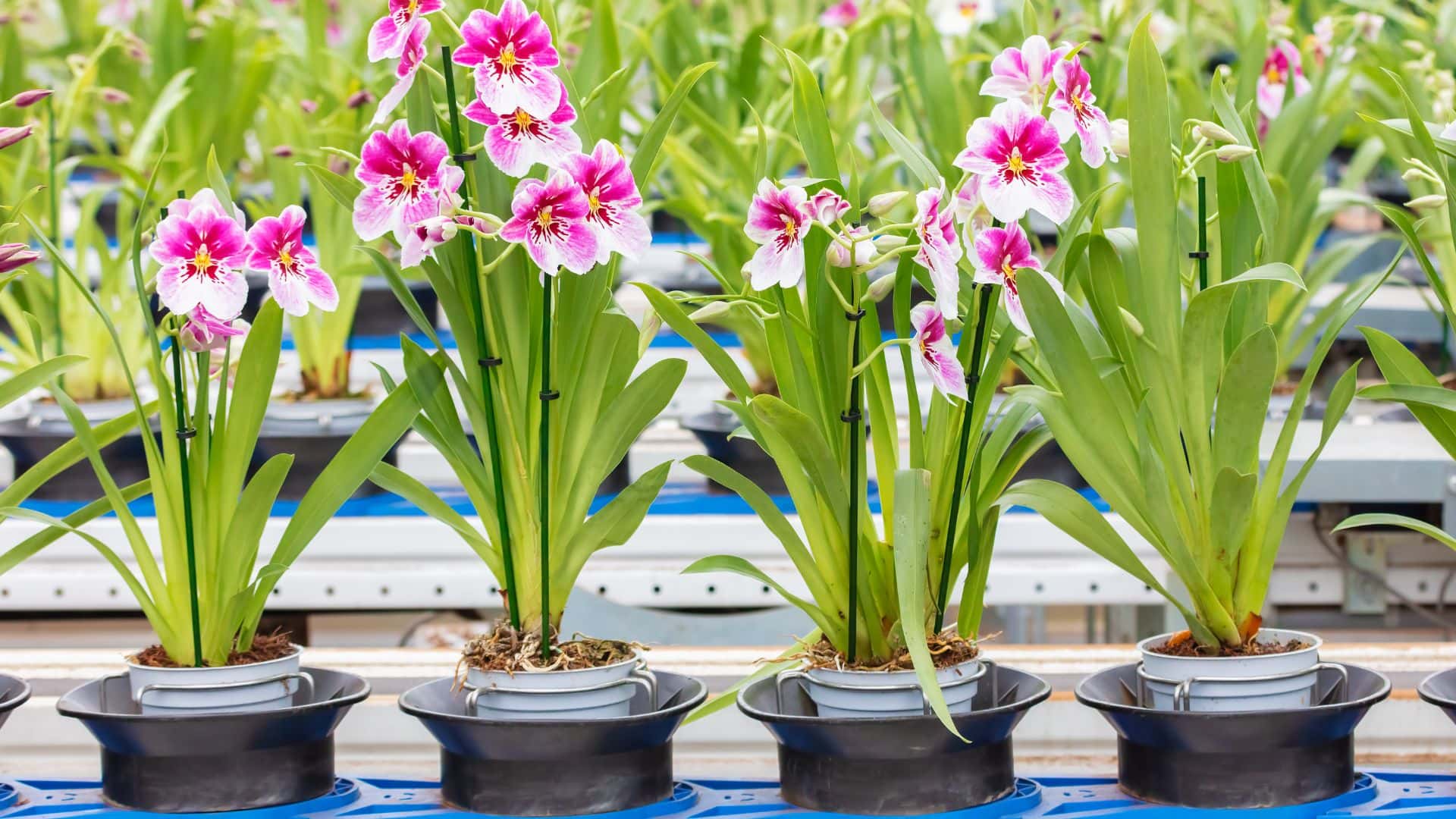 Why Does My Orchid Growing New Leaves but Not Flowers Guide