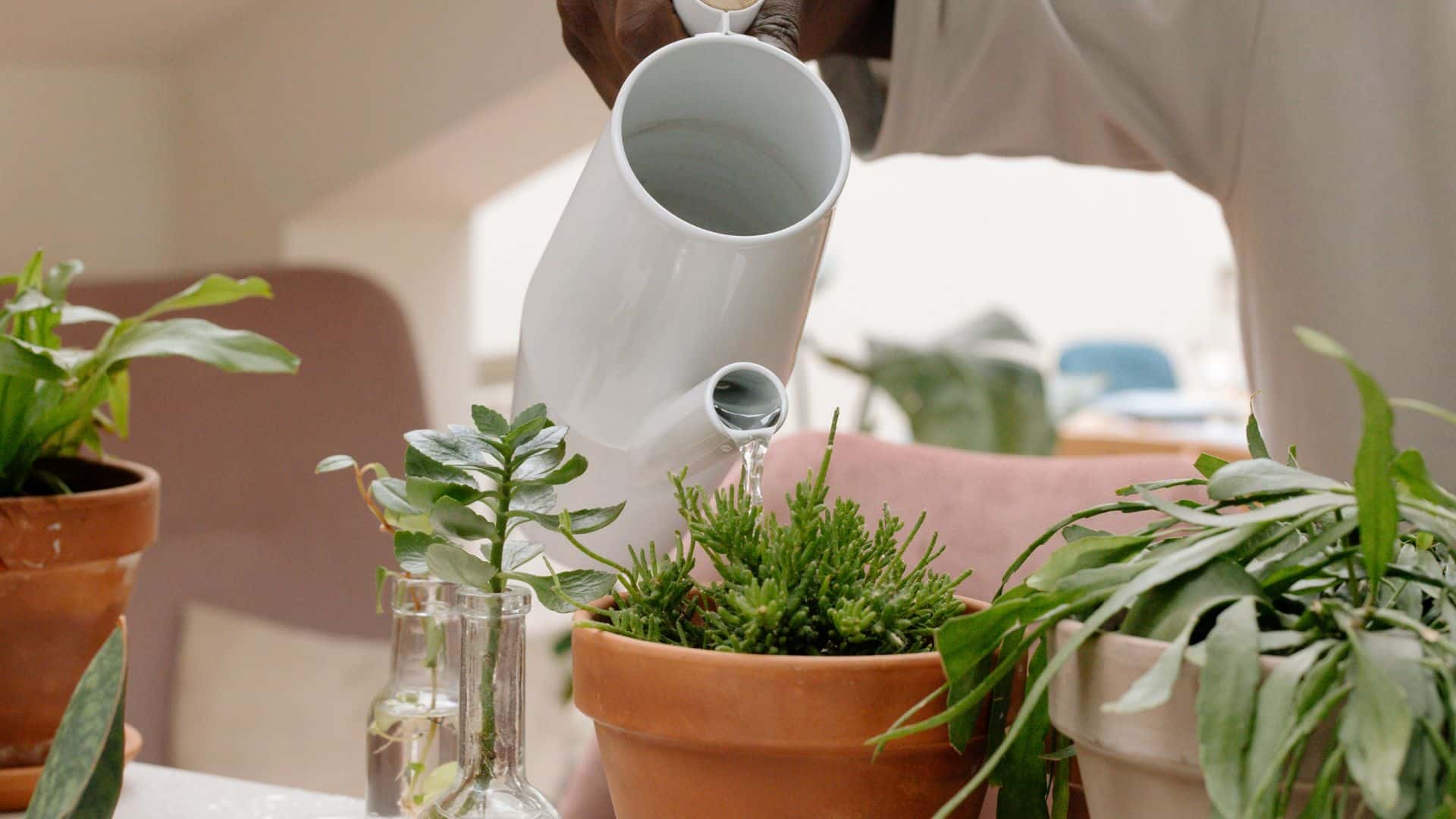 Why Do My Plants Die When I Repot Them Guide to Solve It