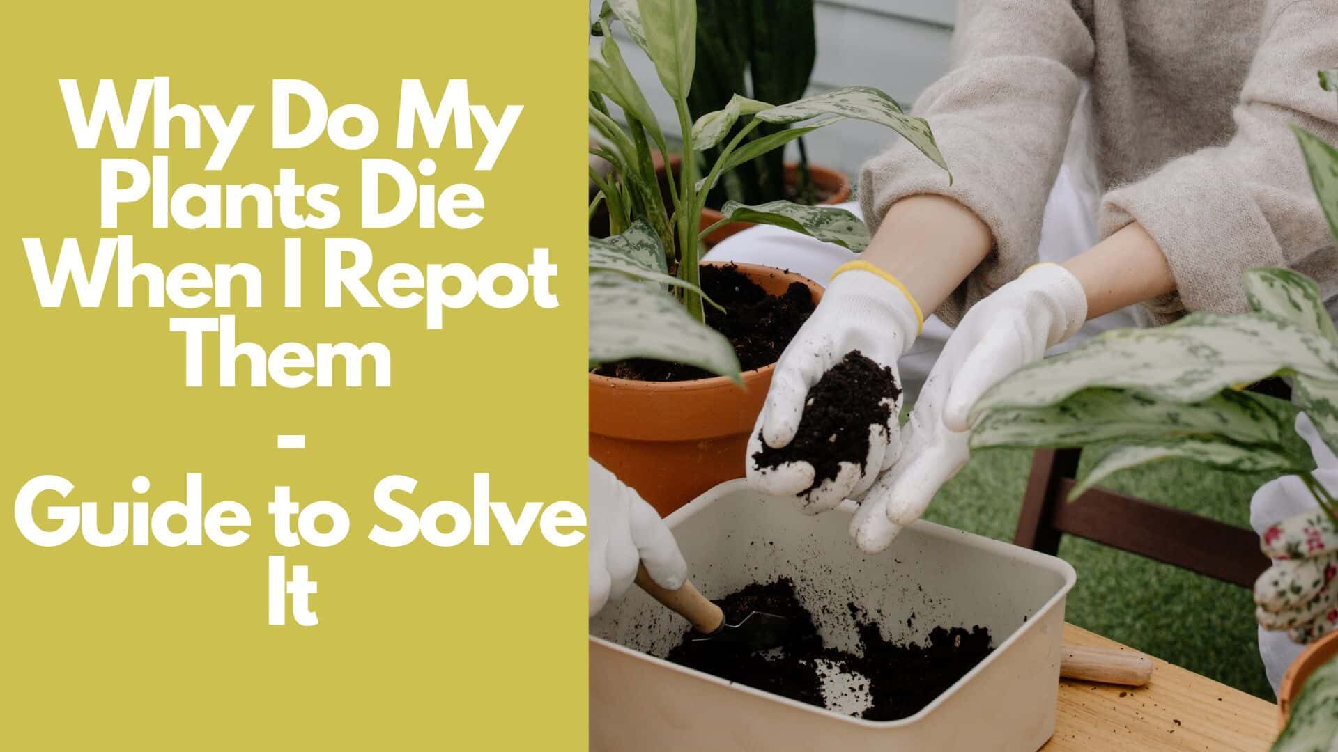 Why Do My Plants Die When I Repot Them | Guide to Solve It 