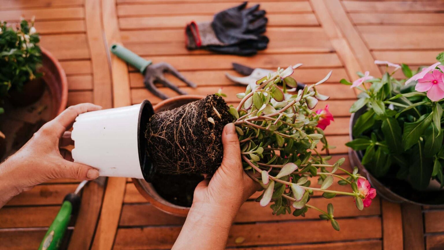 Why Do My Plants Die When I Repot Them: Guide to Solve It