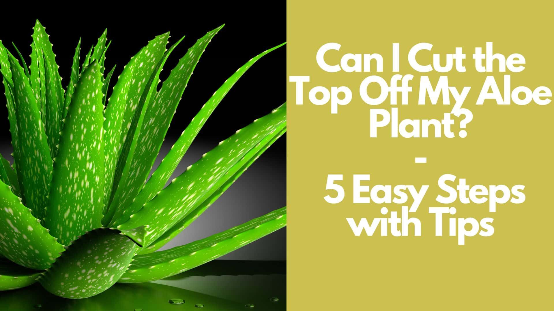 Can I Cut the Top Off My Aloe Plant | 5 Easy Steps with Tips 