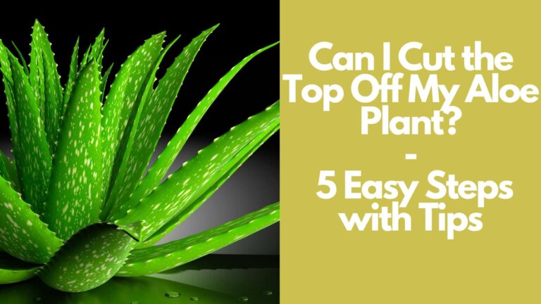 can-i-cut-the-top-off-my-aloe-plant-5-easy-steps-with-tips