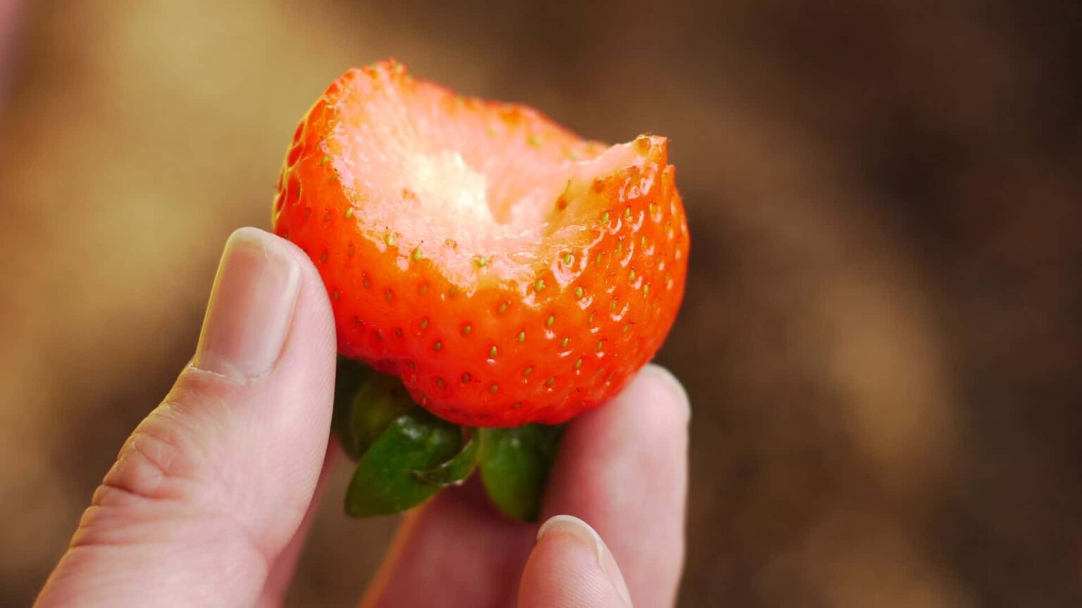 Can RedEared Sliders Eat Strawberries Benefits with Risks