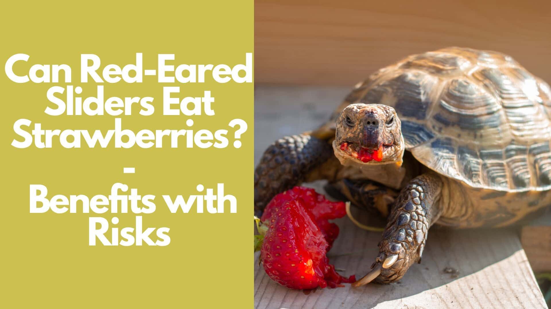 Can Red-Eared Sliders Eat Strawberries | Benefits with Risks 