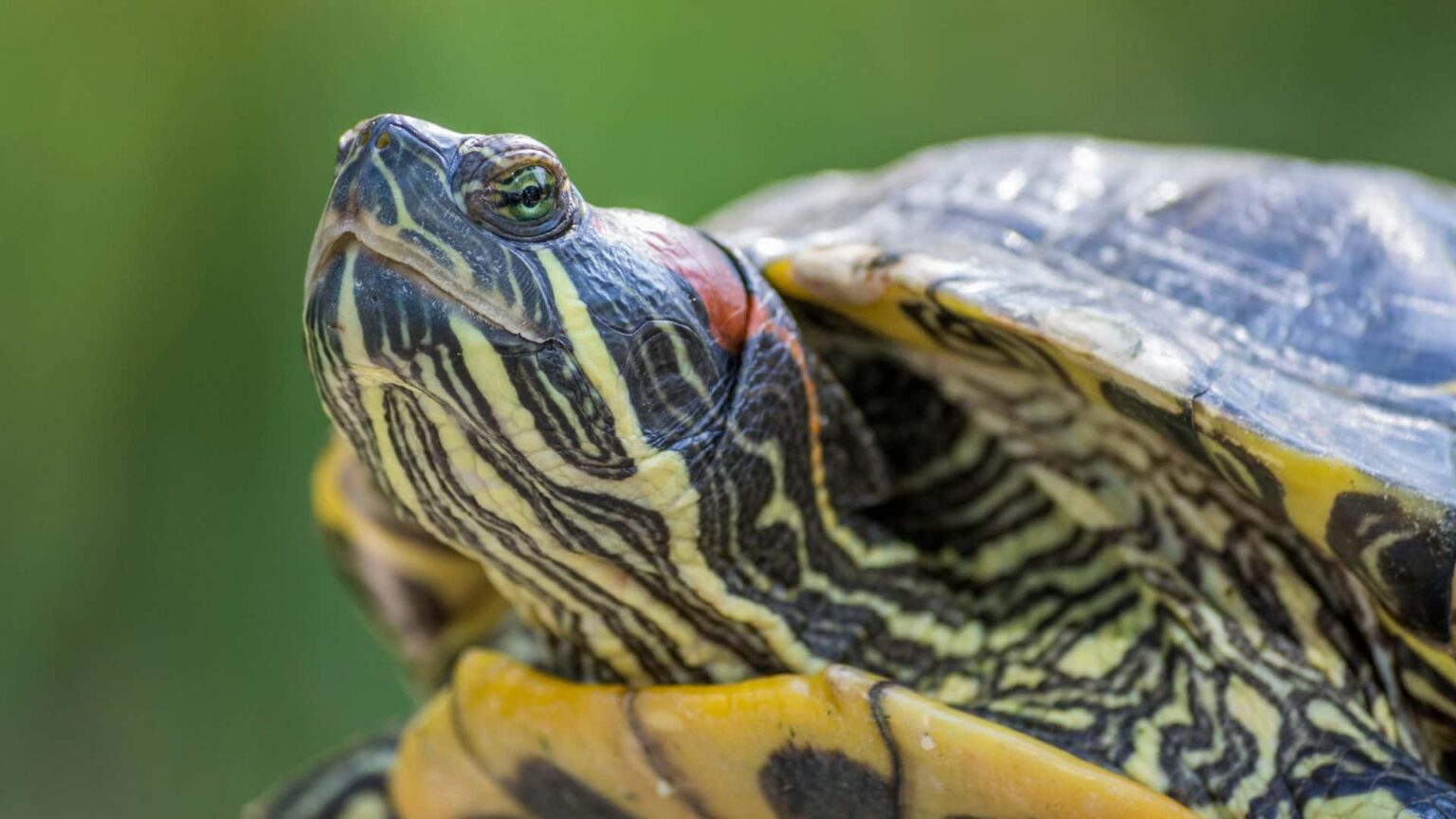 can-red-eared-sliders-eat-strawberries-benefits-with-risks