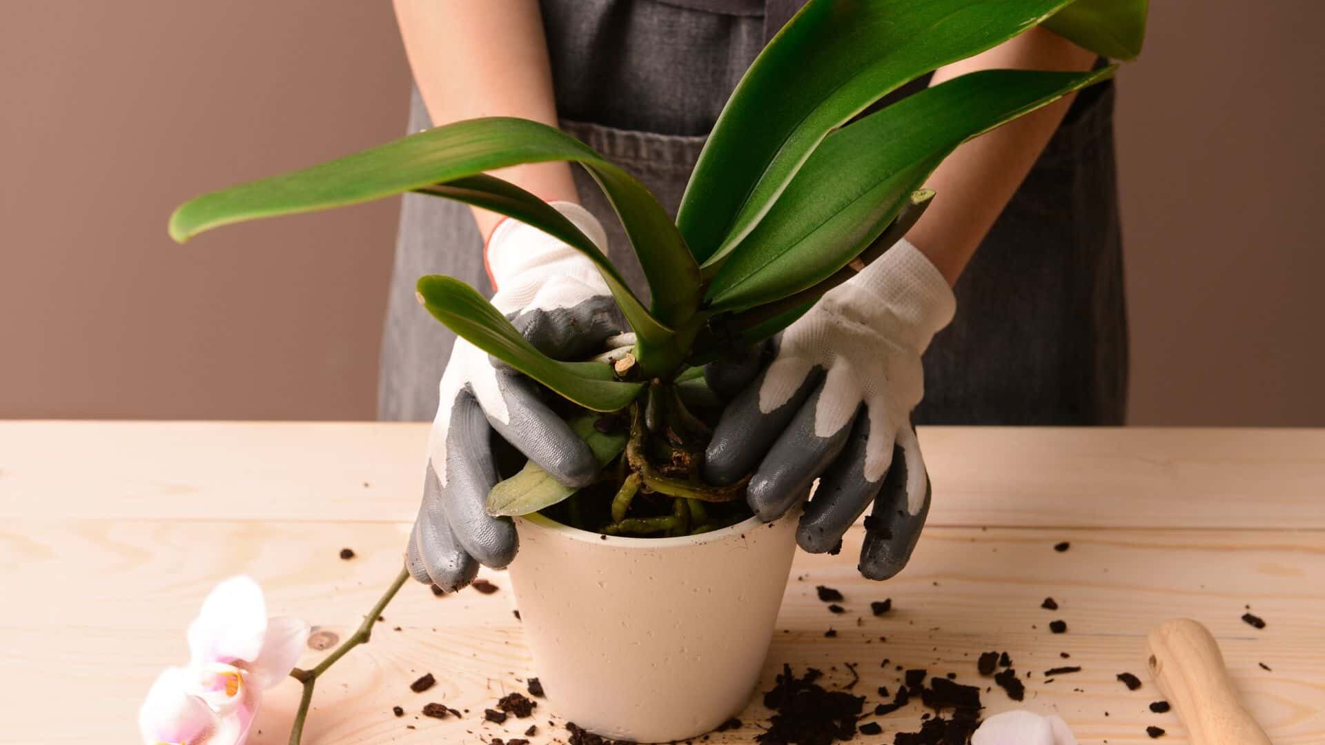 Why Are My Orchid Leaves Curling: Easy Guide to Save Orchids