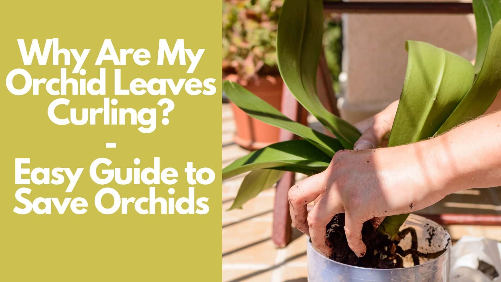 Why Are My Orchid Leaves Curling: Easy Guide to Save Orchids 