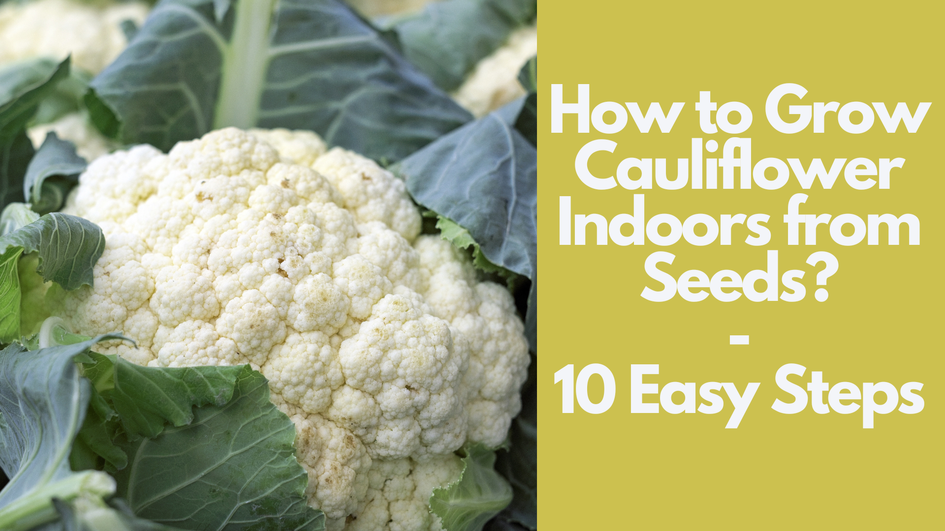 How to Grow Cauliflower Indoors from Seeds: 10 Easy Steps 2 How to Grow Cauliflower Indoors from Seeds: 10 Easy Steps