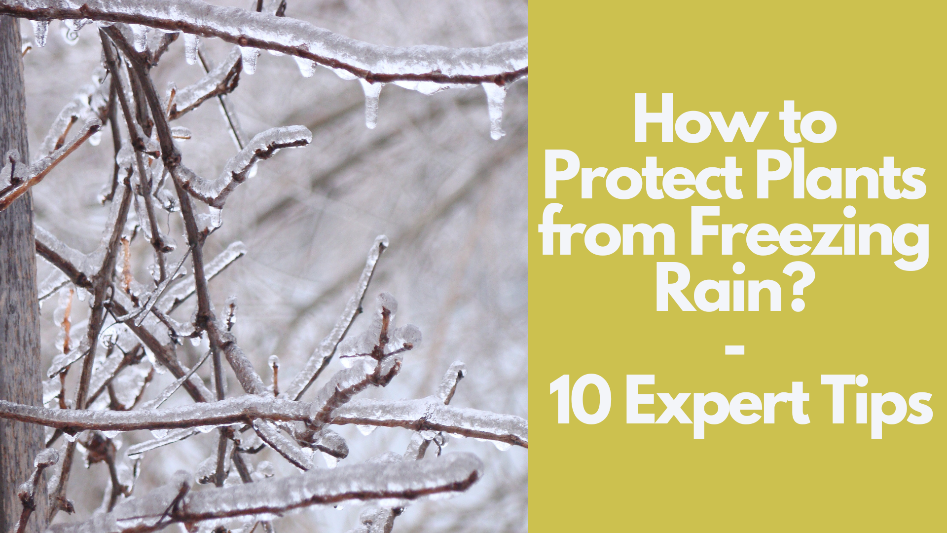 How to Protect Plants from Freezing Rain: 10 Expert Tips 2 How to Protect Plants from Freezing Rain: 10 Expert Tips