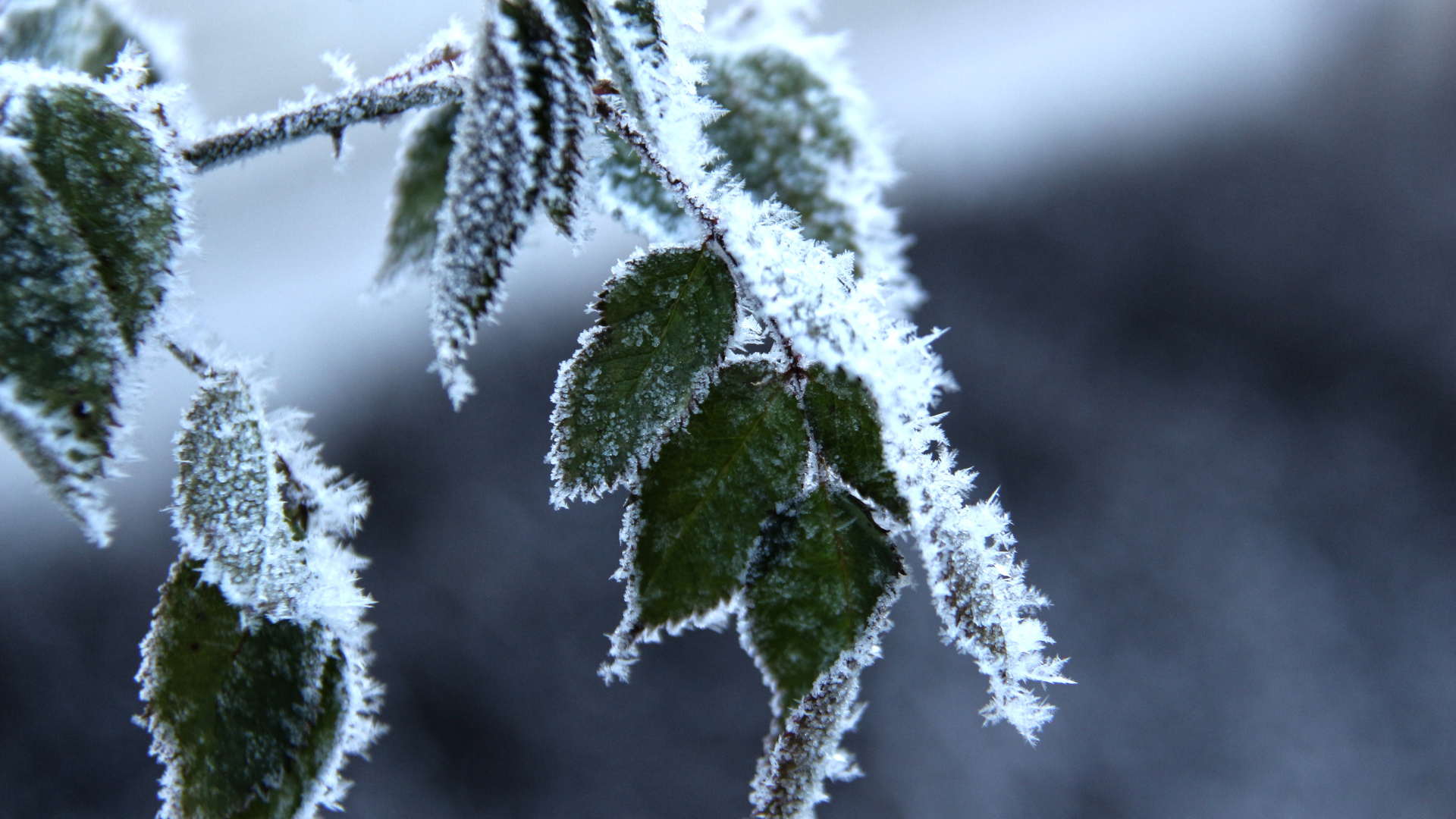 How to Protect Plants from Freezing Rain: 10 Expert Tips 3 How to Protect Plants from Freezing Rain: 10 Expert Tips