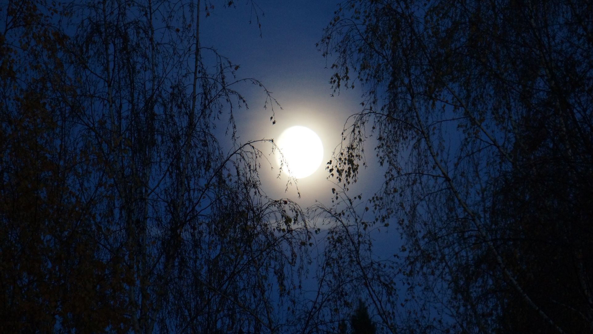 How to Light a Moonlight Garden Sustainably? | 10 Eco Tips