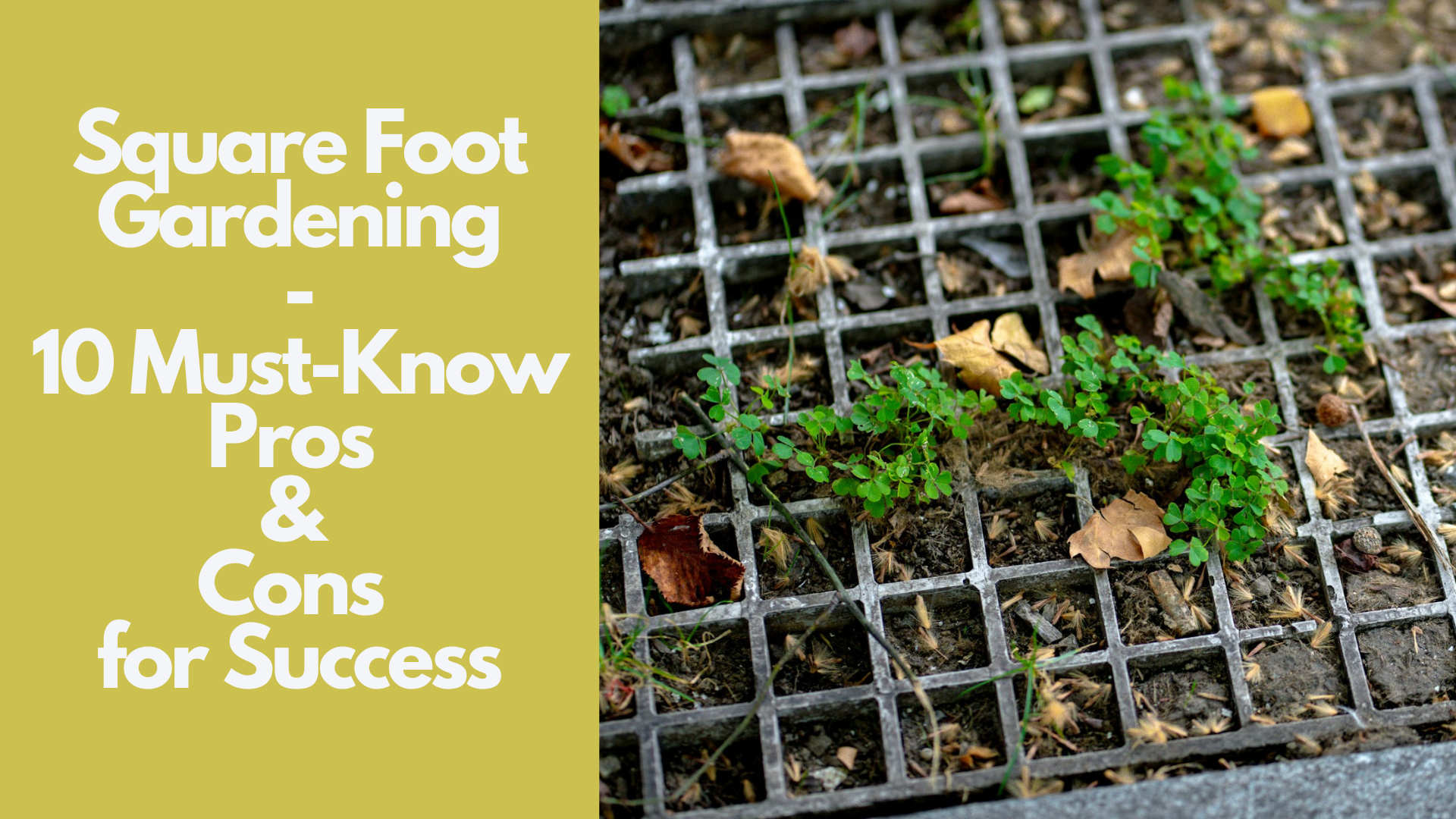 Square Foot Gardening: 10 Must-Know Pros & Cons for Success 2 Square Foot Gardening: 10 Must-Know Pros & Cons for Success