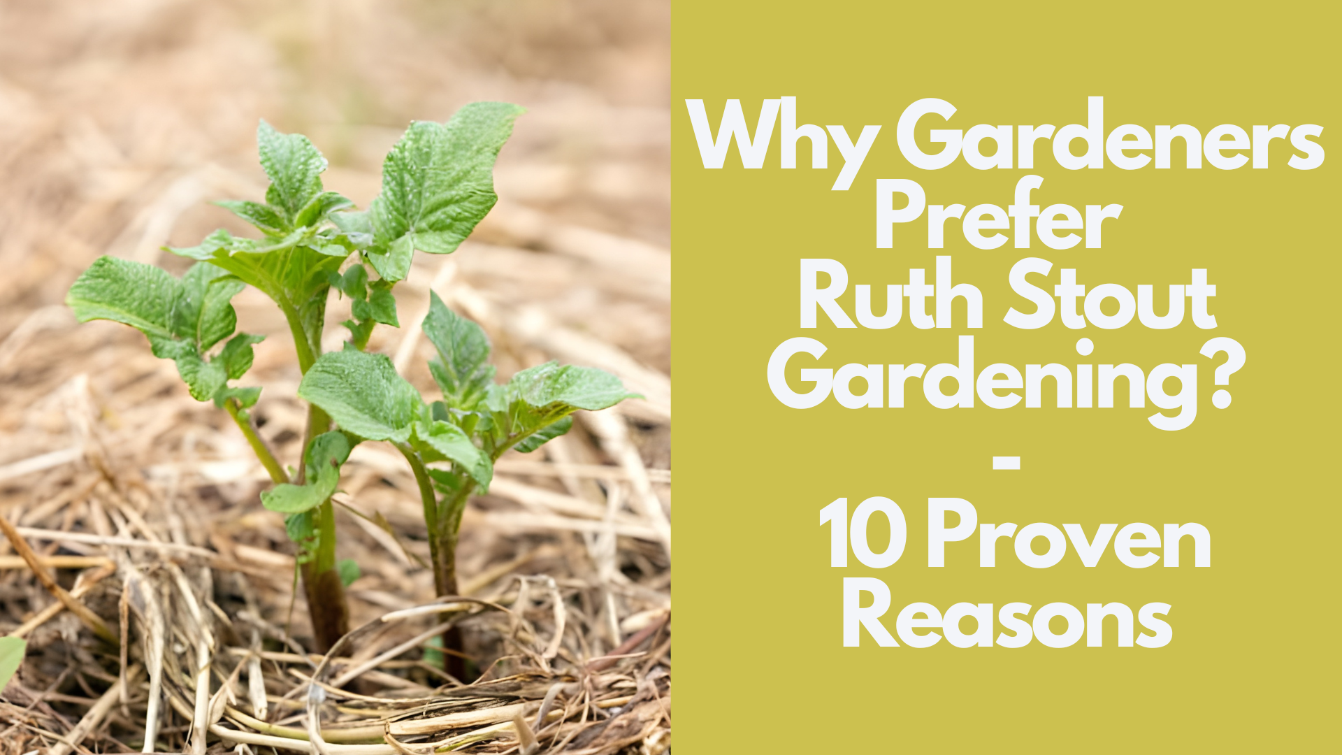 Why Gardeners Prefer Ruth Stout Gardening: 10 Proven Reasons 2 Why Gardeners Prefer Ruth Stout Gardening: 10 Proven Reasons