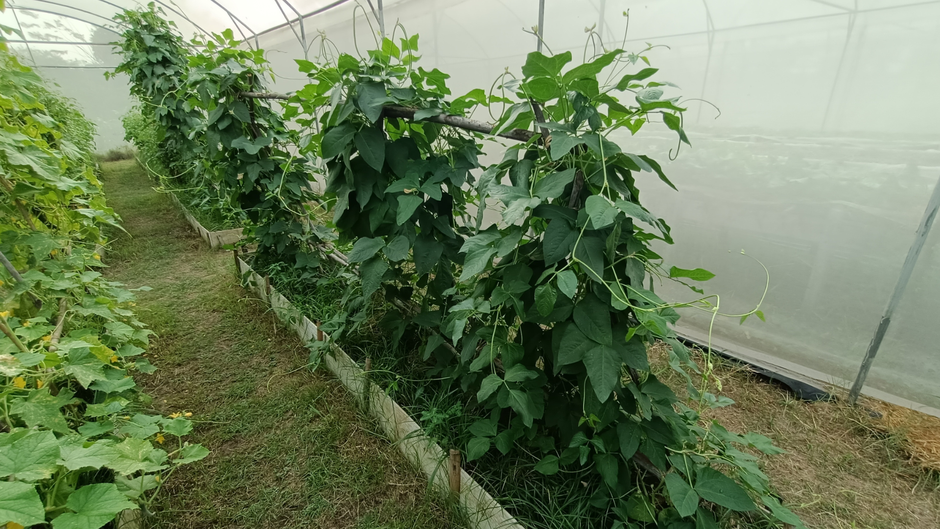 15 Proven Trellis Ideas for Climbing Beans to Stop Crop Fail 3 15 Proven Trellis Ideas for Climbing Beans to Stop Crop Fail