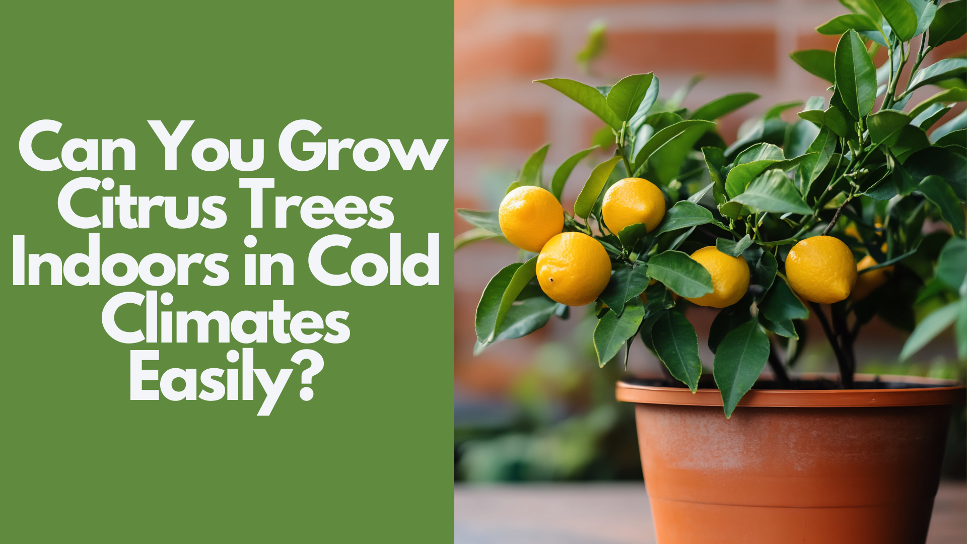 Can You Grow Citrus Trees Indoors in Cold Climates Easily? 2 Can You Grow Citrus Trees Indoors in Cold Climates Easily?