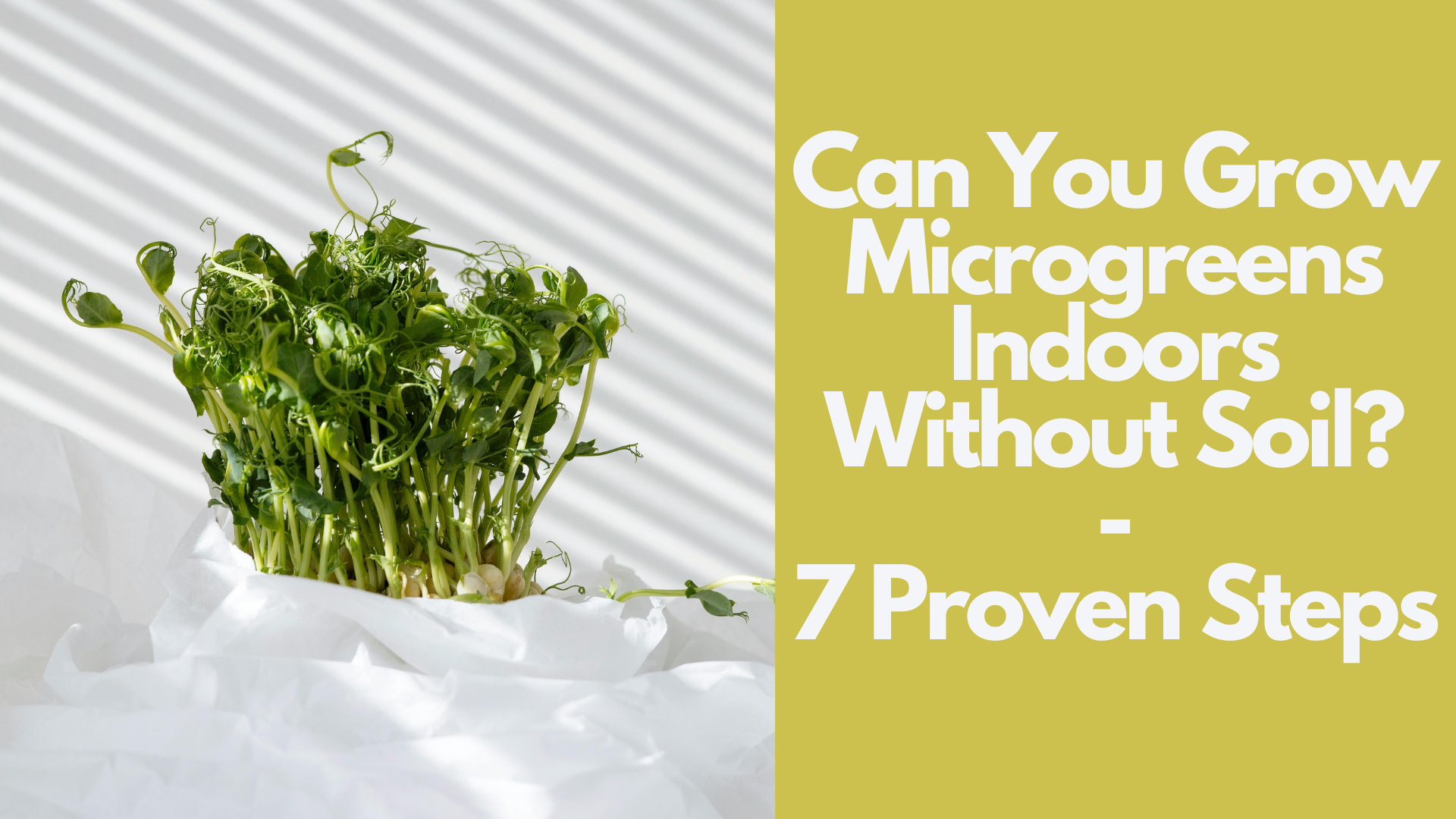 Can You Grow Microgreens Indoors Without Soil:7 Proven Steps 2 Can You Grow Microgreens Indoors Without Soil:7 Proven Steps