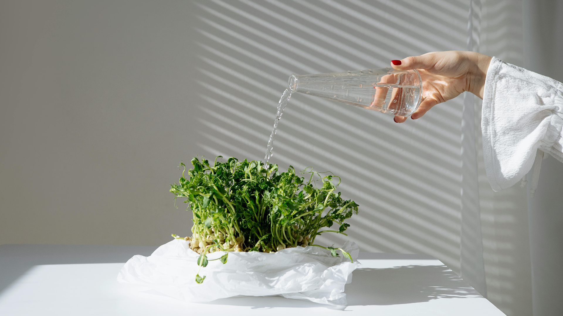 Can You Grow Microgreens Indoors Without Soil:7 Proven Steps 3 Can You Grow Microgreens Indoors Without Soil:7 Proven Steps