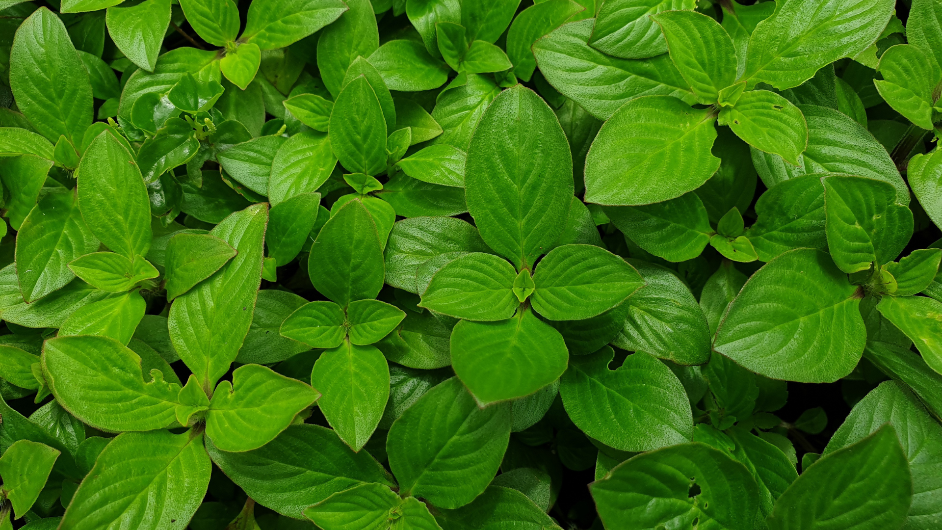 Horseherb Lawn Pros and Cons | 10 Benefits & Drawbacks