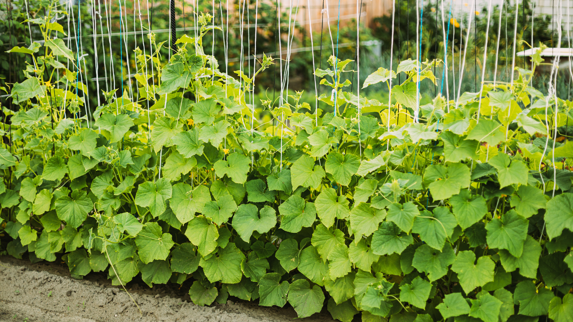 How Big Do Cucumber Plants Get? | Expert Growth Guide 3 How Big Do Cucumber Plants Get? | Expert Growth Guide