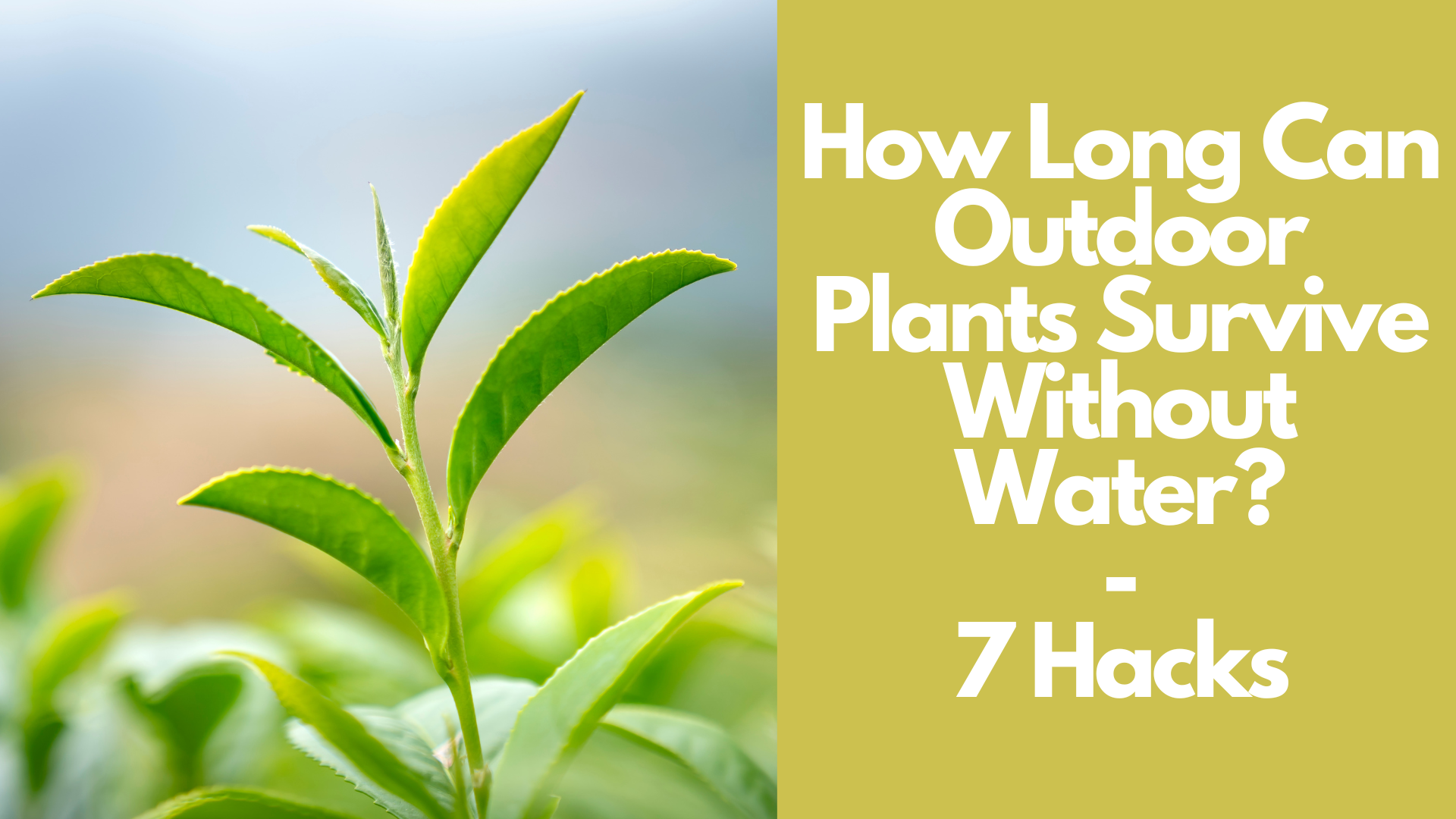 How Long Can Outdoor Plants Survive Without Water?: 7 Hacks 2 How Long Can Outdoor Plants Survive Without Water?: 7 Hacks