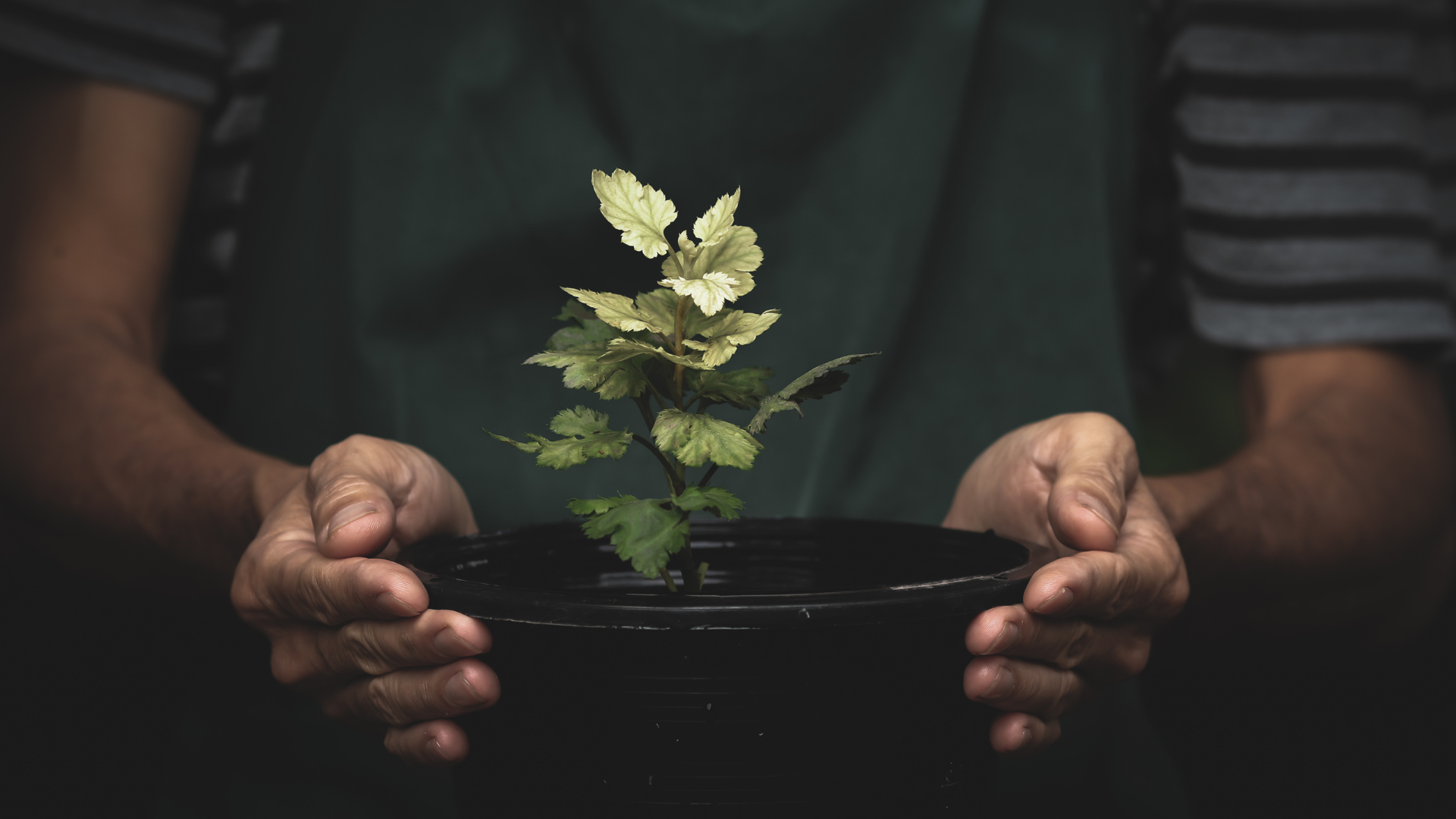 How Long Can Outdoor Plants Survive Without Water?: 7 Hacks