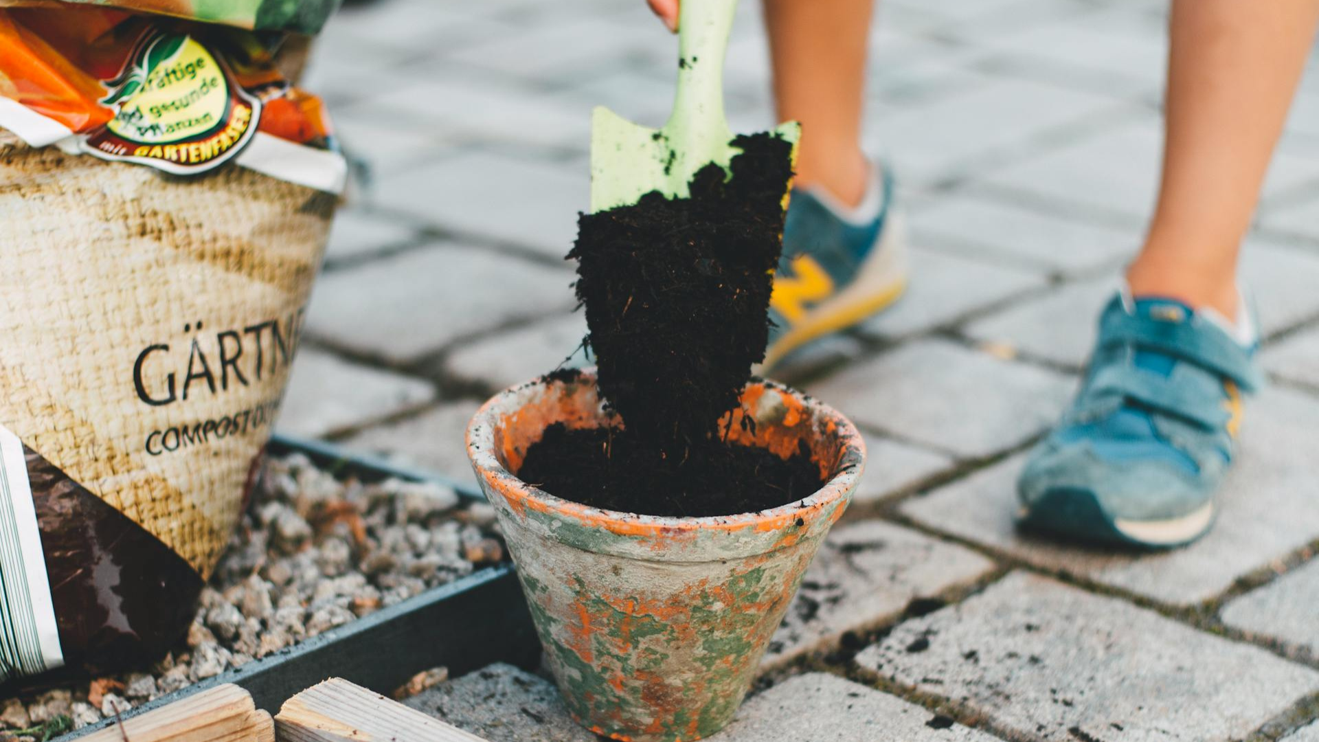 How to Care for Indoor Shamrocks Year-Round: 8 Proven Tips 3 How to Care for Indoor Shamrocks Year-Round: 8 Proven Tips