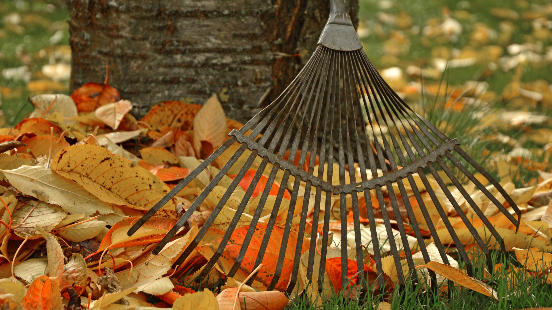 When Can I Clean Up Leaves in Spring Best Time and Benefits