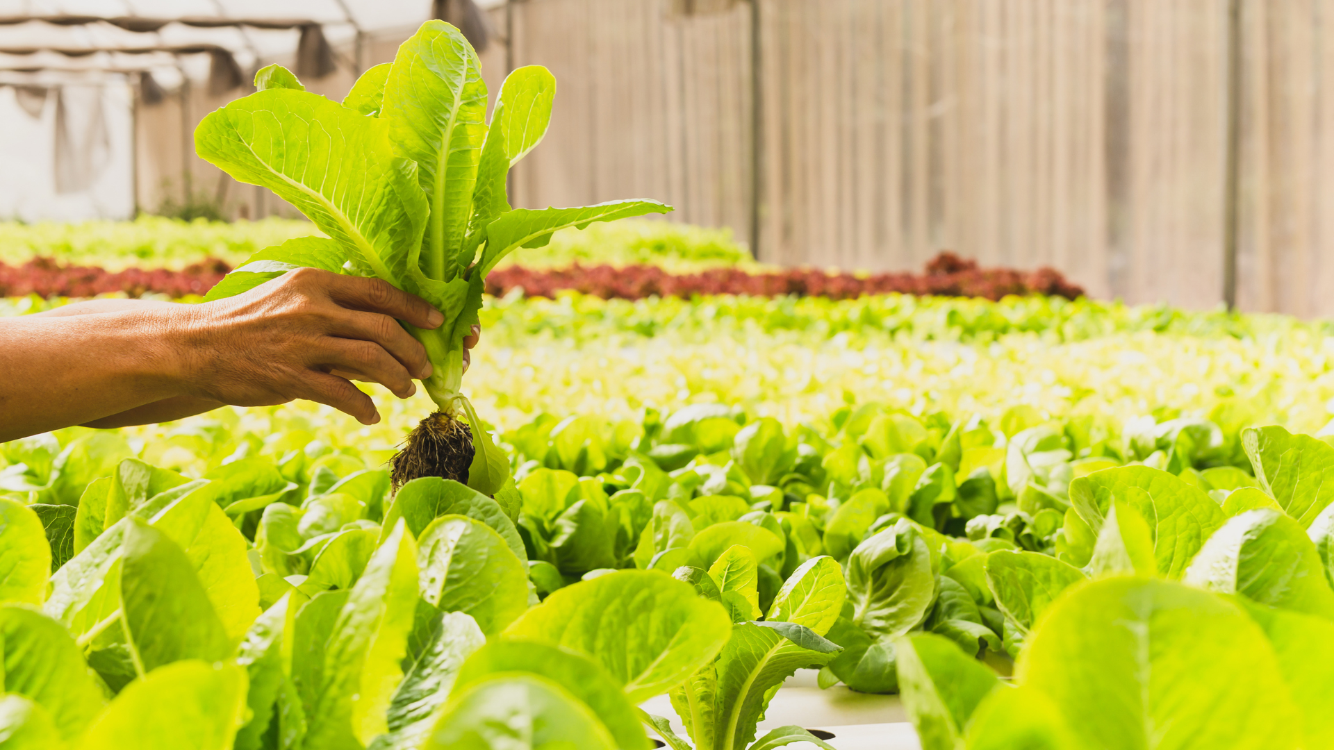 Is Hydroponics Without Electricity Easy for Beginners?