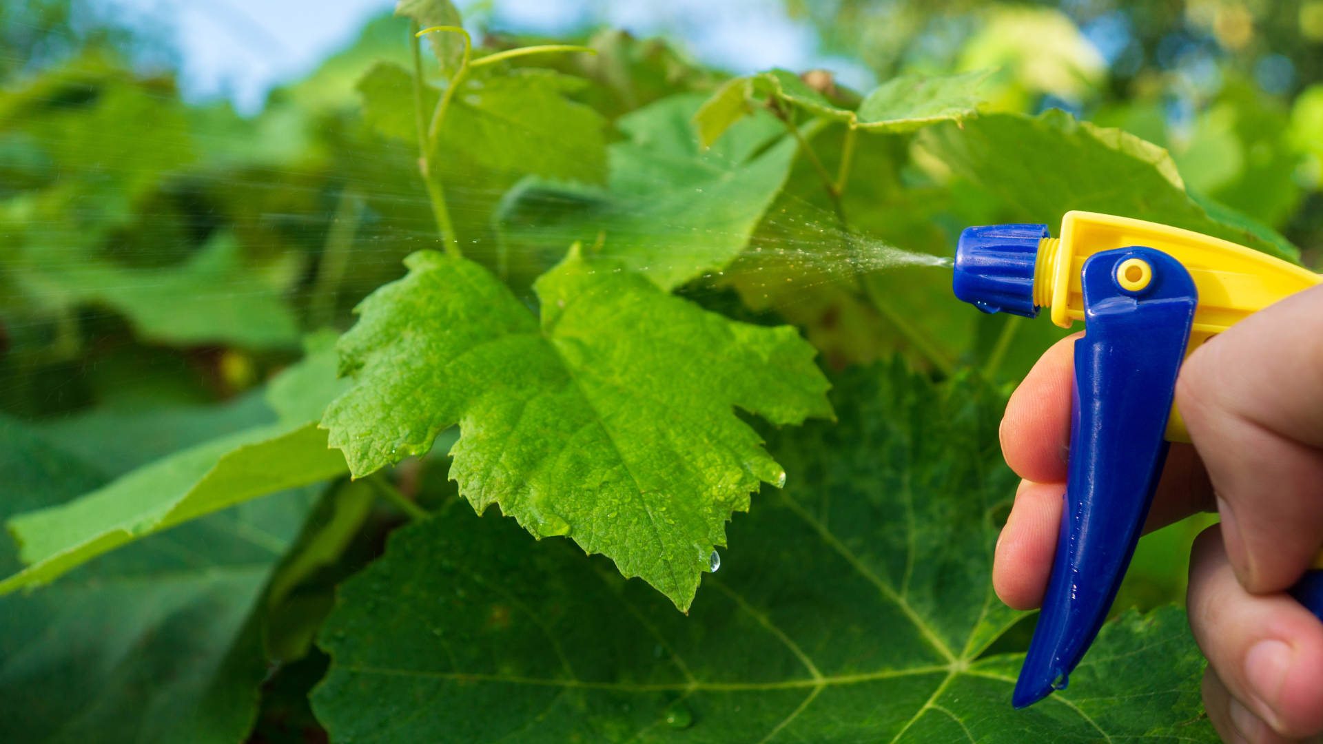 Can You Prevent Powdery Mildew on Cucumbers? Expert Tips